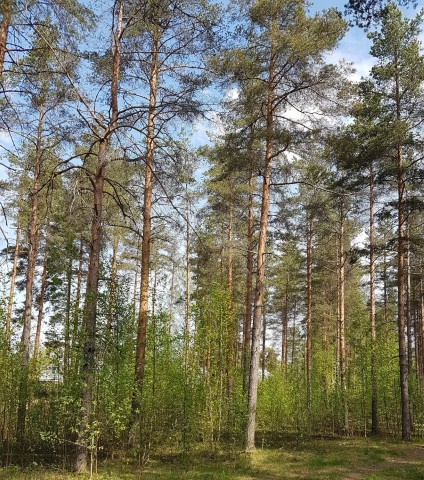 mäntyjä ja pienikasvuisia koivuja Varpupuiston alueella. Kesäinen ilma, taustalla Sahanmäenkadun taloja