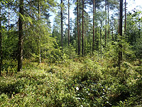 Kuva Tehtaansuon metsästä