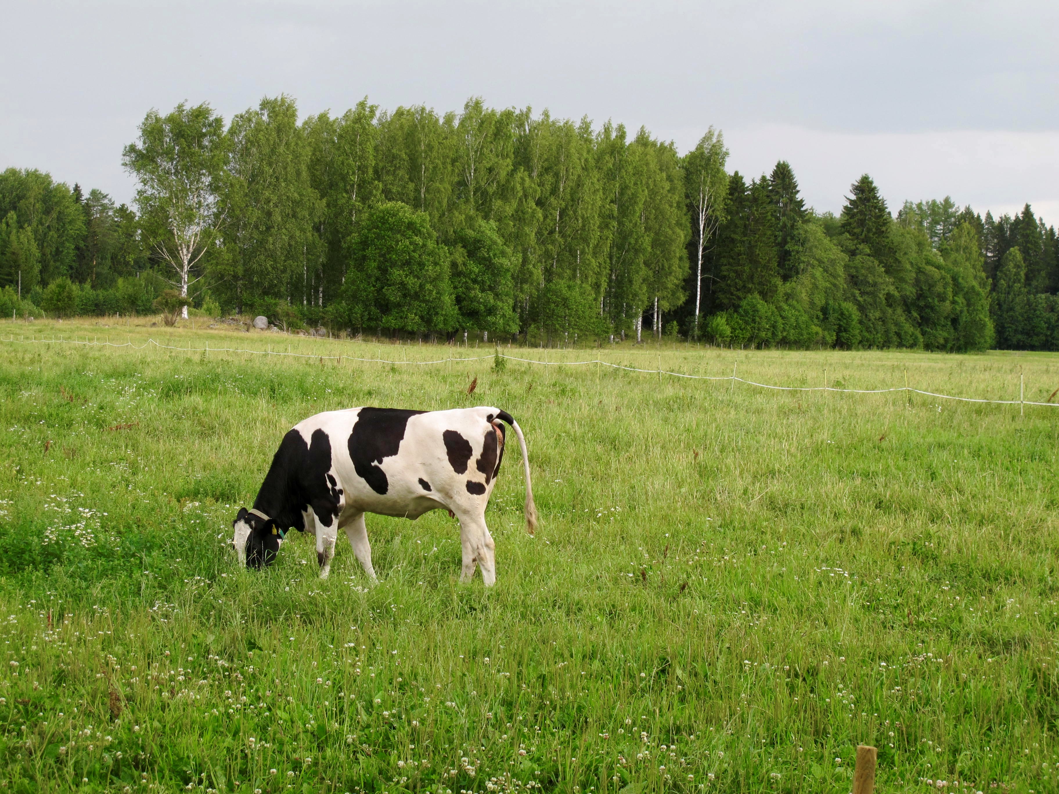 lehmä